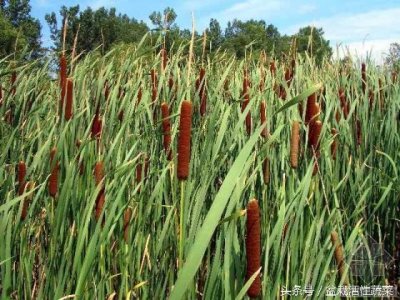 ​水烛，农村水边的棒槌，既能疗伤又能防虫，路边的野草你不知道吧