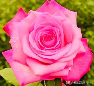 ​分享图片，一组惹人喜爱的月季花，色彩缤纷，美艳动人