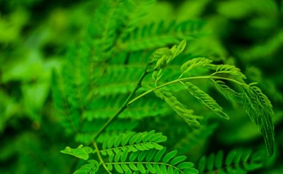 ​阳台的酸角森林从一堆种子开始，这产营养丰富豆荚的树能活300年