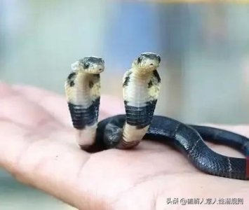 蛇类中罕见的“双头蛇”,真实存在?为何却存活不久?
