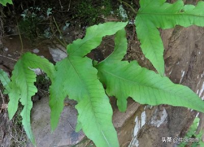 民间仙草 七星草