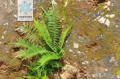 每日野菜了解-蕨菜