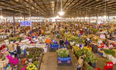 快过年啦,广州多个花市热闹起来,南都拍客带你打卡