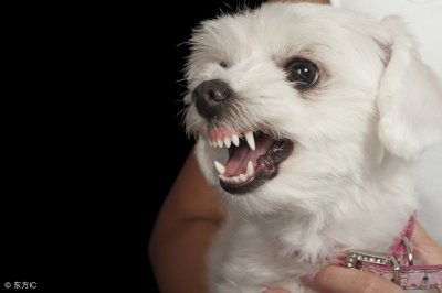 没毛病!“史上最严遛狗规定”:7点至22点禁止遛狗