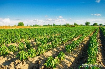 ​辣椒最好的肥料？施好这5种肥，辣椒结满枝头