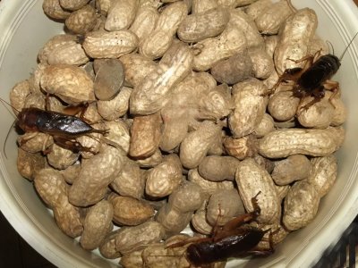 ​“蟋蟀之王”长啥样？不仅个头大、鸣叫声响亮，叫声持续时间也长