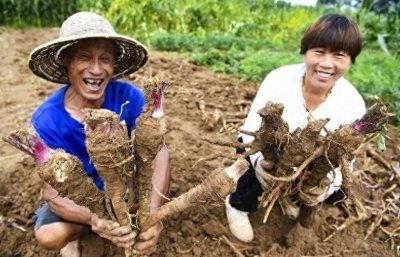 ​暴利种植：亩产1500公斤，40一公斤左右，种植5亩年赚30万不是梦