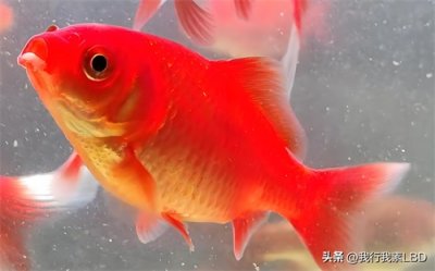 ​金鱼品种大赏：绚丽多彩的水中精灵世界