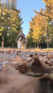 ​公认常见最漂亮的6种狗狗，让人赏心悦目，你家狗狗上榜了吗？