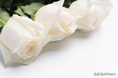 ​白色玫瑰适合送给什么人？7种玫瑰花花语，送花就要送到心坎里