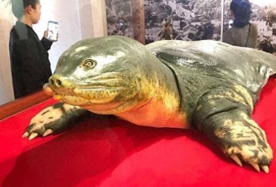 ​越南国宝千年龟标本展出，它曾经是世界上最大的乌龟，头大如牛