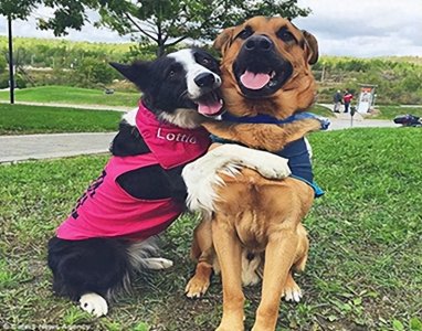 狗狗交配时为啥会发出惨叫声?其实有这几个原因