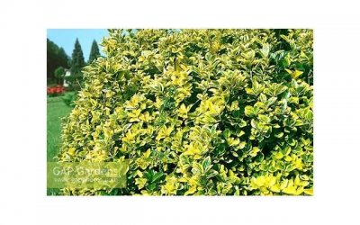 早上问候语句子简短温馨选录60条