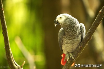 ​笼鸟也会患上忧郁症