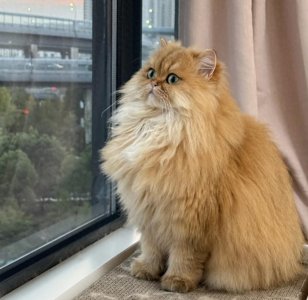 ​别不信！这5种猫咪是招财界的扛把子，养了就发财！你家养了吗？