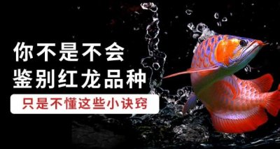 ​龙鱼进阶：鱼友，你不是不会鉴别红龙品种，只是不懂这些小诀窍