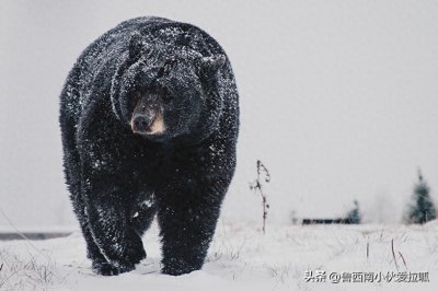 ​黑熊冬眠到一半遭大雪活埋昏沉中获救换地方睡回笼觉