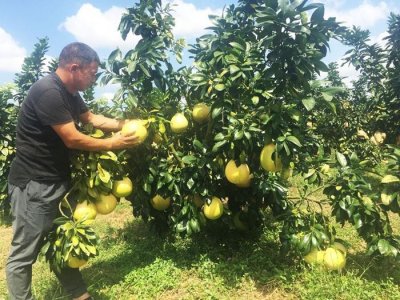 ​苍南三红柚熟了 游客采摘忙