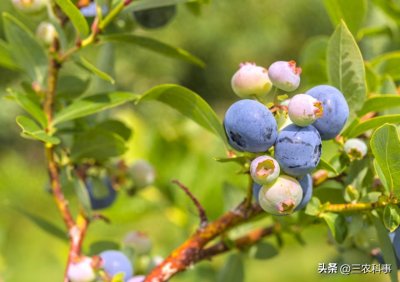 ​聚焦杨凌农高会，感受未来农业的魅力