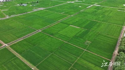 ​兴国早稻长势喜人