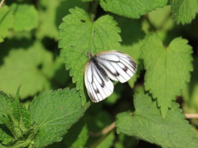 ​紫金山惊现橙翅襟粉蝶，被誉为南京最美粉蝶