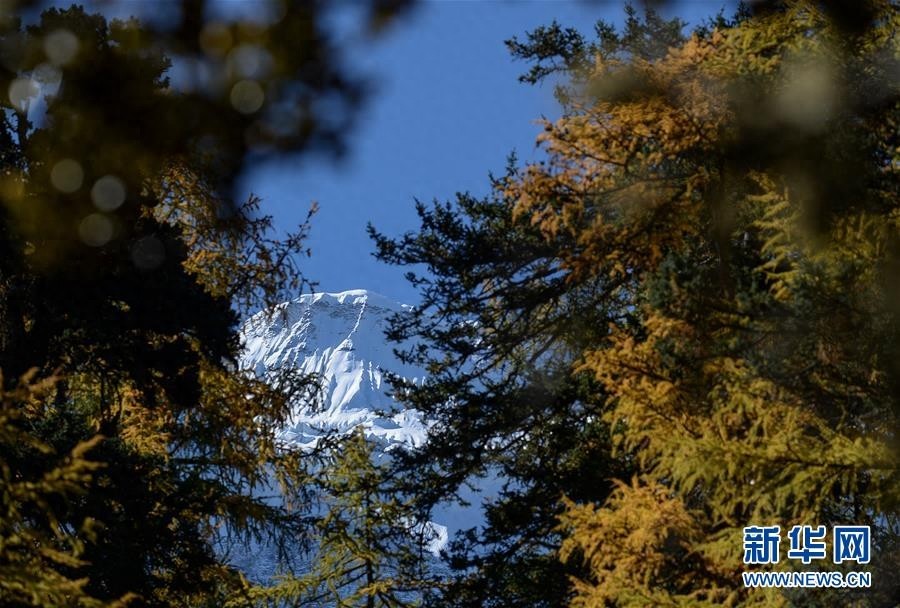 深秋时节，亚丁风景区内层林尽染、雪山巍峨，一幅美不胜收的画卷