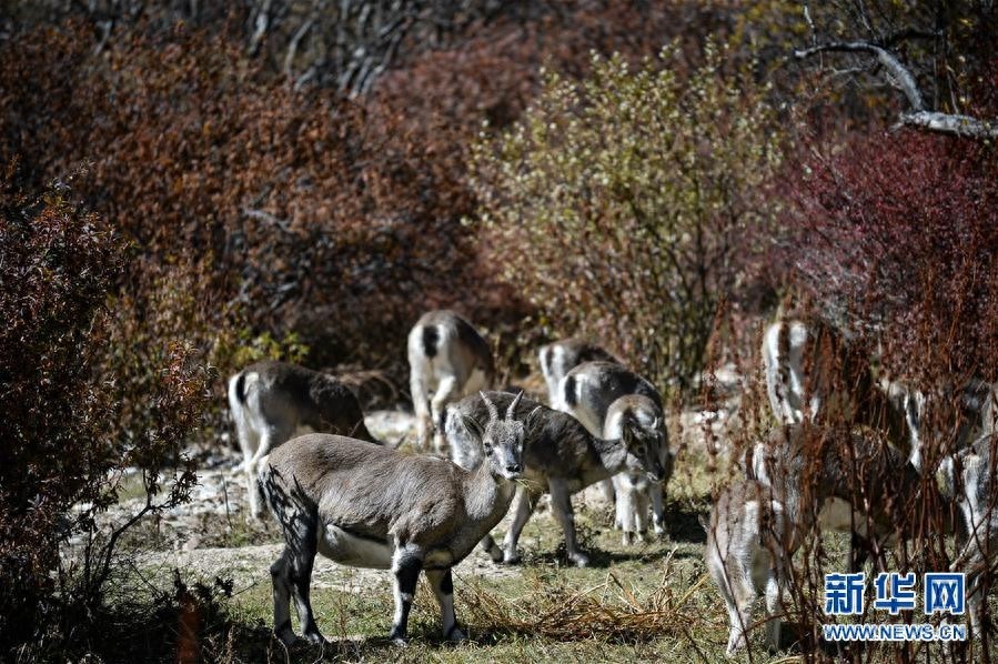 深秋时节，亚丁风景区内层林尽染、雪山巍峨，一幅美不胜收的画卷