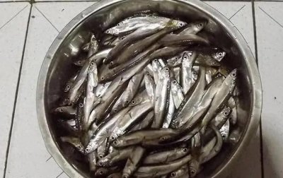 野钓白条鱼,掌握这三款“绝杀饵料”,连竿爆护也不难