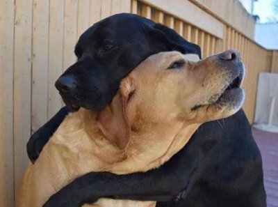 狗子在交配时为什么会被“锁”住,这到底是怎么回事?