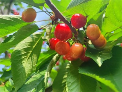 ​最贵45一斤，大连5种露地大樱桃陆续上市，15元二斤的却少有人买