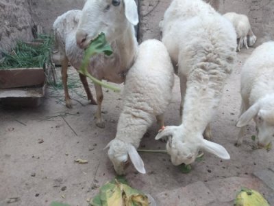 ​“国宝”小尾寒羊多产多羔，但却有4个“致命”缺点，需引起重视