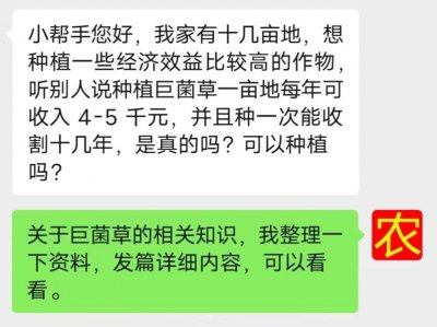 ​亩产30吨，株高达7米，种一次能收15年！巨菌草有什么特殊价值？