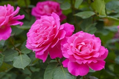 1分钟了解月季,快来看看吧