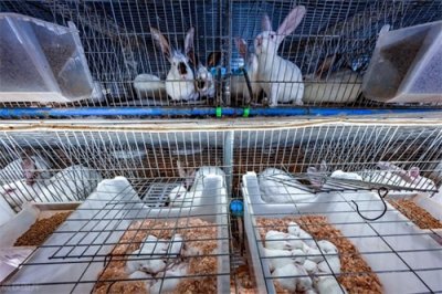 ​【养殖界新趋势】兔子养殖市场悄然崛起，前景一片光明！
