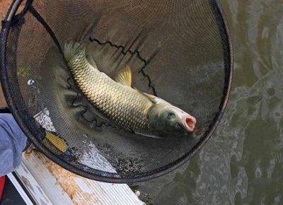 ​钓草鱼最好用的饵料配方
