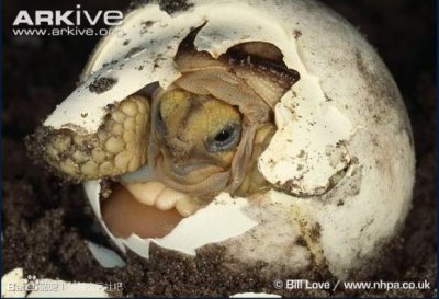 ​如何分辨乌龟公母 区分龟类的雌雄，告诉你，还是看龟壳