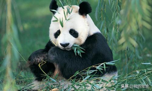 大国宝大熊猫的寿命一般是多少(大熊猫的寿命多长)(1)