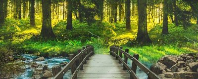 树的胸径是指什么 树的胸径是直径还是周长