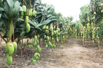 ​芒果树在北方能种植吗？