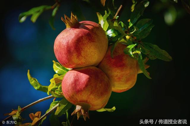 关于植物的谜语加答案(植物谜语大全以及答案)(2)