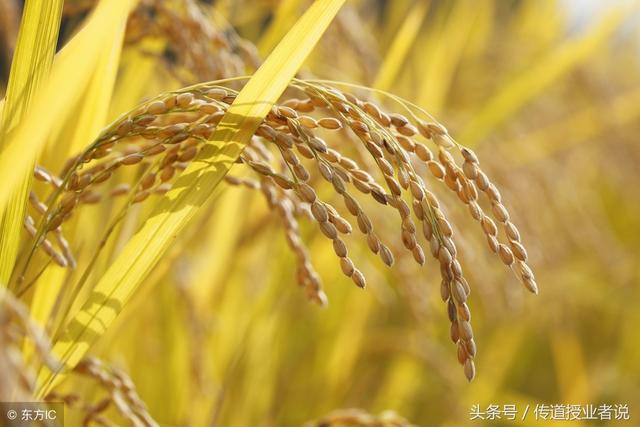 关于植物的谜语加答案(植物谜语大全以及答案)(5)