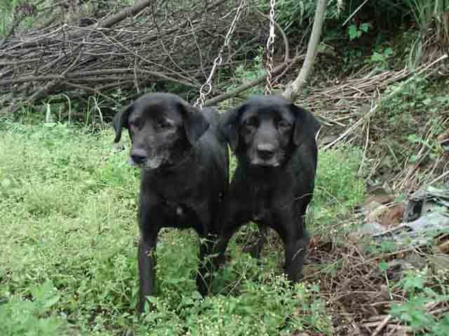 这三种农村土狗打猎超级强悍，最后一种世界排名第三！