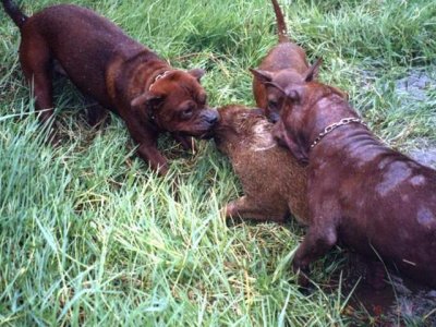 ​这三种农村土狗打猎超级强悍，最后一种世界排名第三！