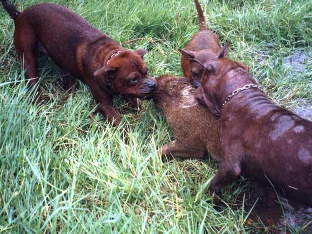 这三种农村土狗打猎超级强悍，最后一种世界排名第三！