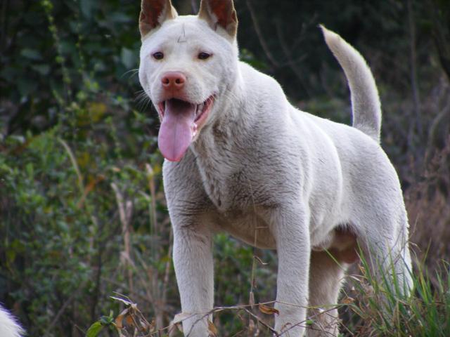 这三种农村土狗打猎超级强悍，最后一种世界排名第三！