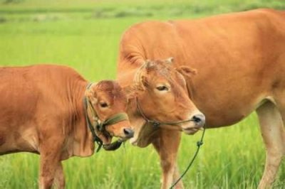 ​常见牲口之鲁西黄牛