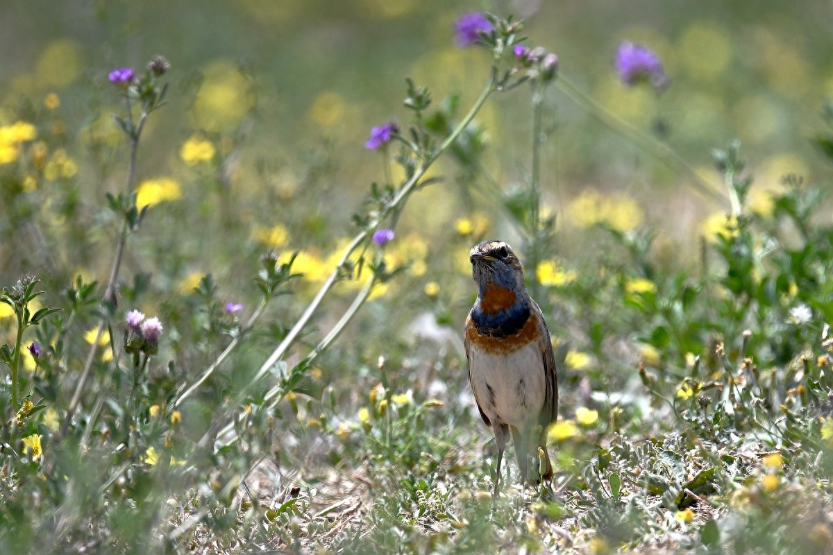 北京喜爱的宠物鸟,有着悦耳动听叫声的蓝点颏