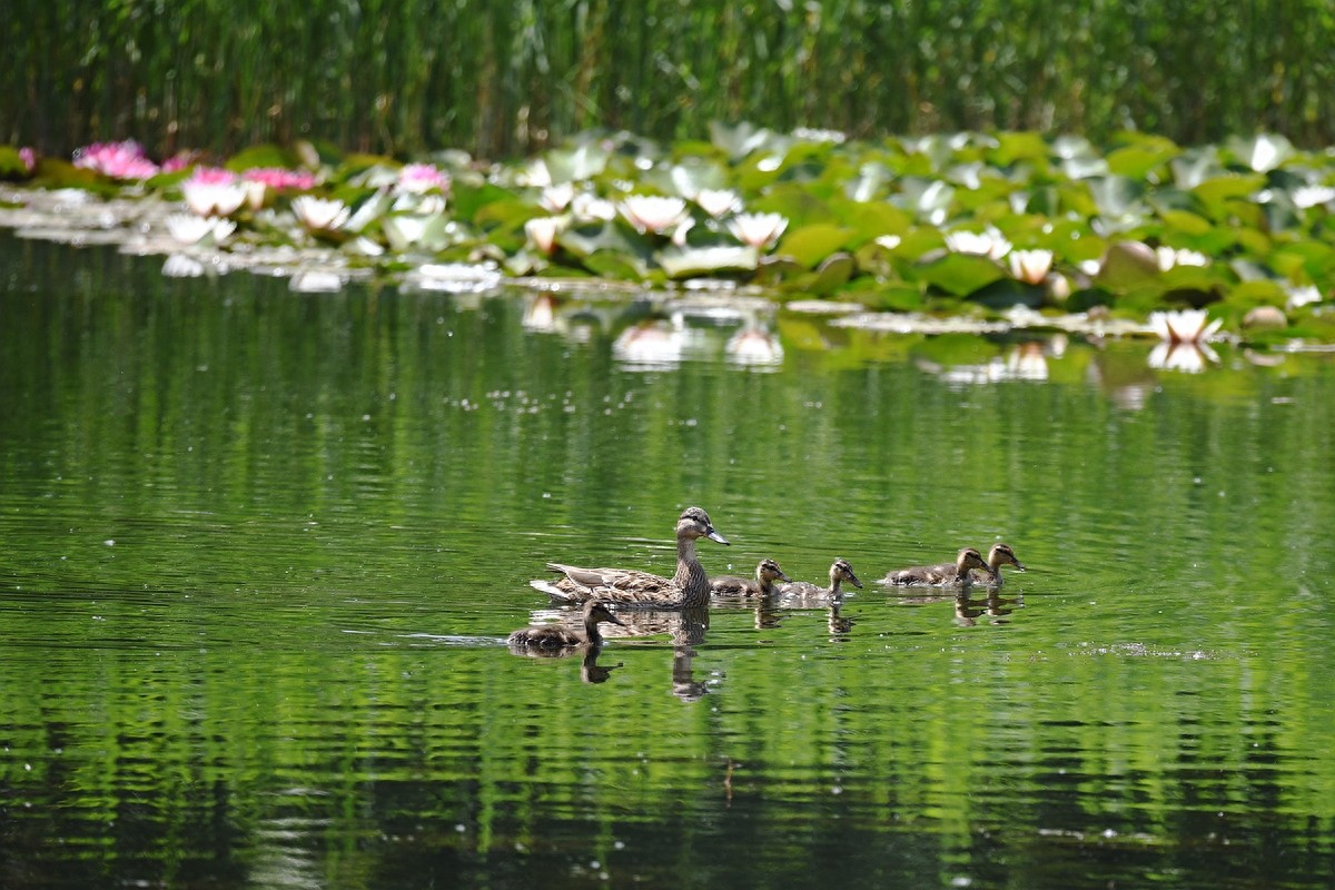 北京喜爱的宠物鸟,有着悦耳动听叫声的蓝点颏
