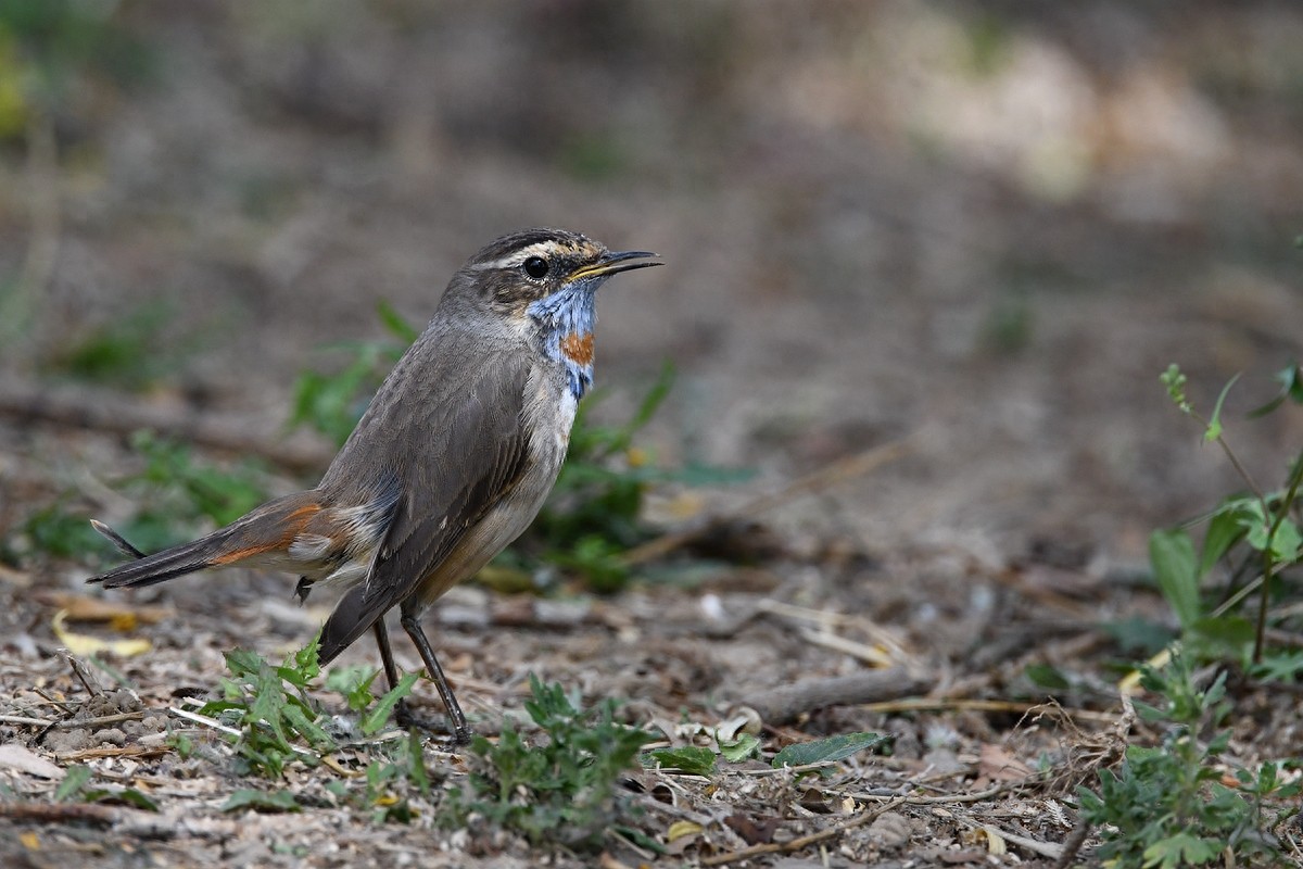 北京喜爱的宠物鸟,有着悦耳动听叫声的蓝点颏
