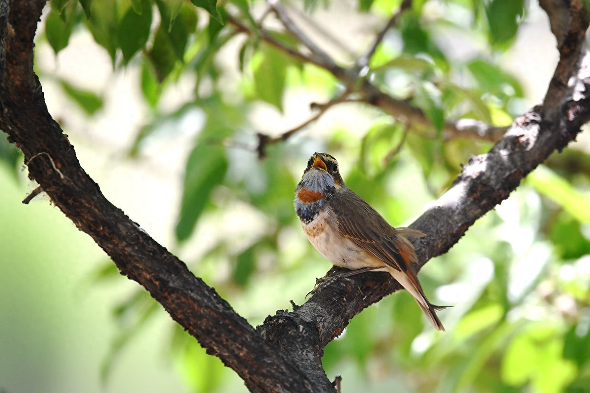 北京喜爱的宠物鸟,有着悦耳动听叫声的蓝点颏
